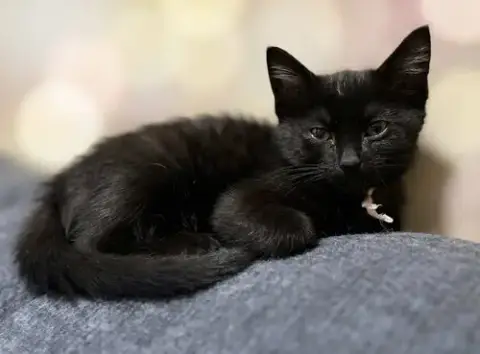 Clove: Not At Shelter