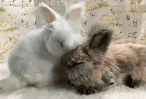 Apollo And Snowball