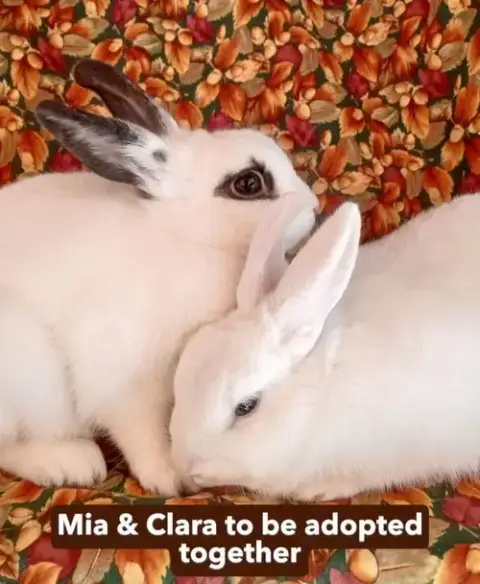 Clara