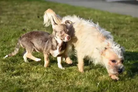 Kenzie A Cairn Terrier Mix Female photo 5