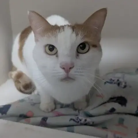 Lily