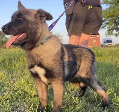 Gemma