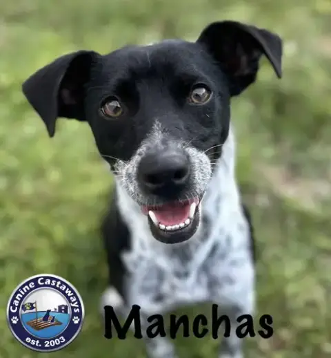 Manchas