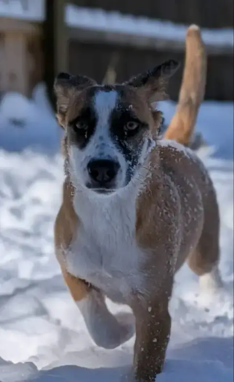 Jingle *Adopt Or Foster* photo 4