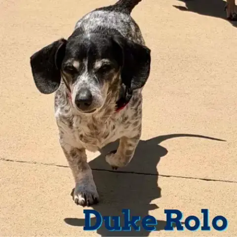Duke Rolo photo 5