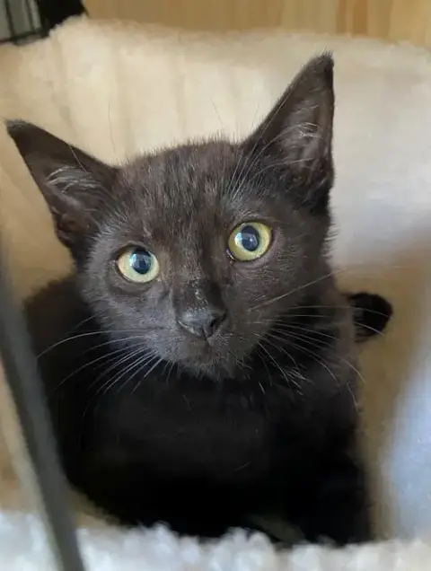 Bellatrix Baby