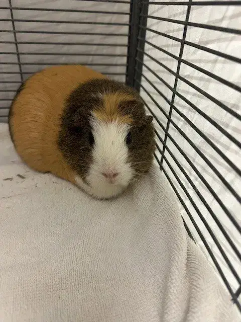 Peanut Butter