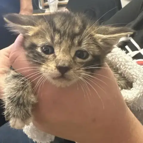Chico