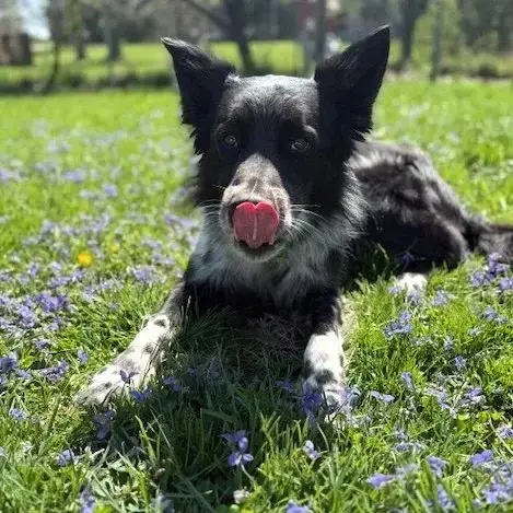 Todd  Adoption Pending