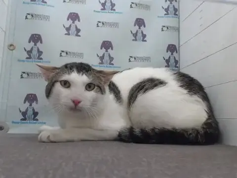 Ninja