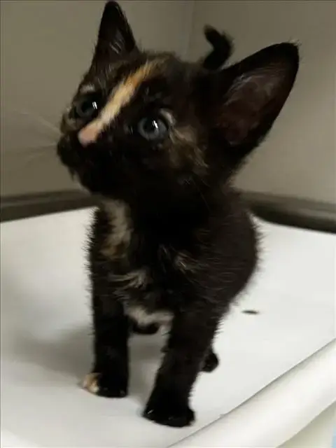 Mocha