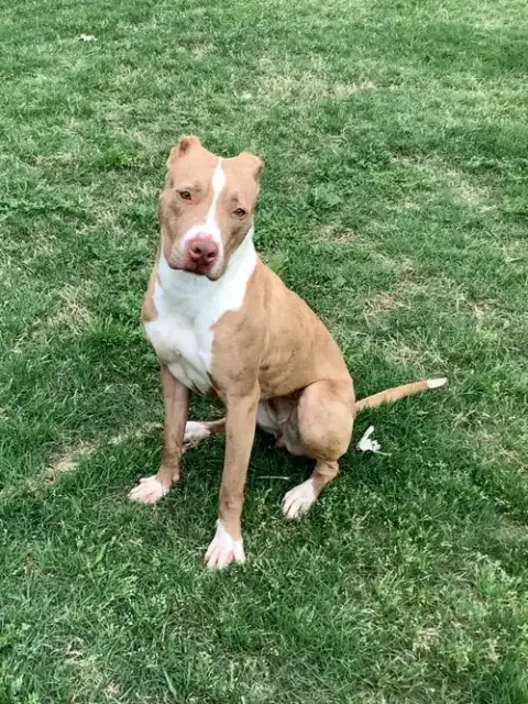 Pebbles