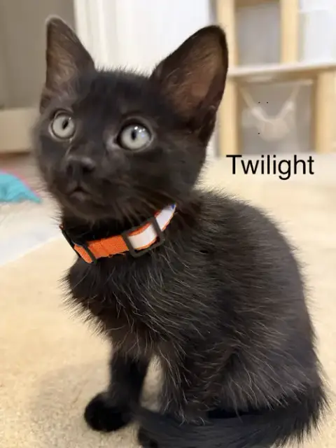 Twilight photo 4