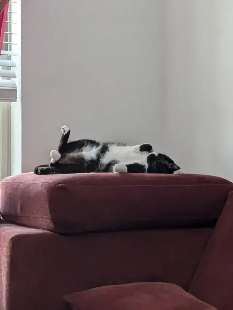 Fatmanbatcat photo 4