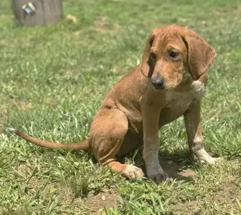 Junebug Scas photo 2