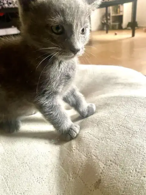 Adorable Kittens photo 4