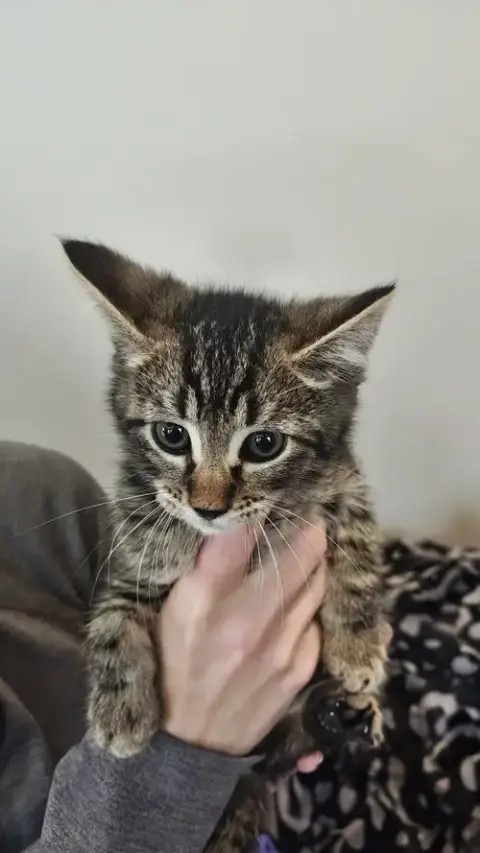 Bo Peep'S Buzz Kitten