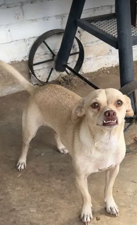 Riggins In Tx