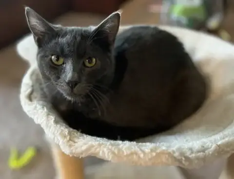 Coal