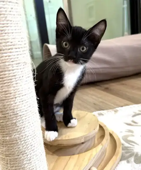 Kitten Sylvie photo 3