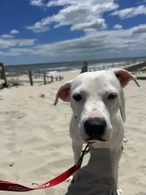 Shelby photo 5