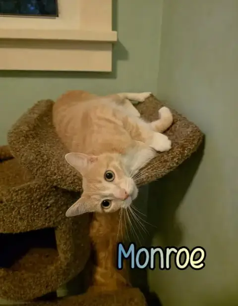 Monroe photo 4