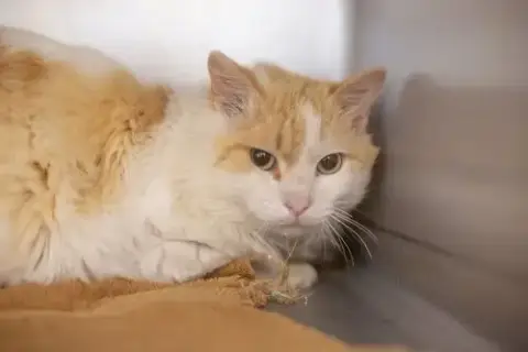Cheddar Puff