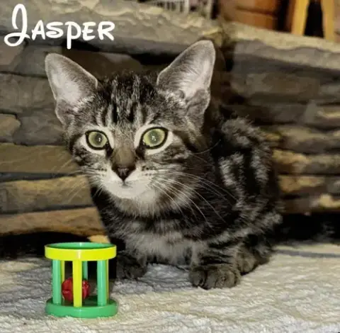 Jasper photo 3