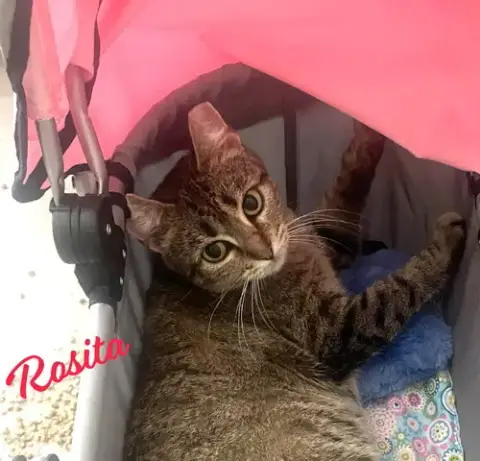 Rosita #Calm-Bedfellow
