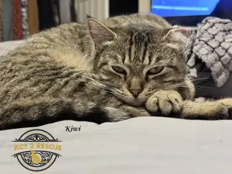 Kiwi