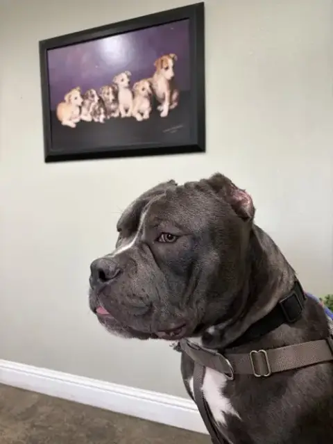 Chonk photo 3