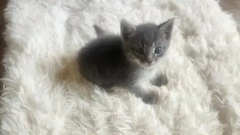 Tater