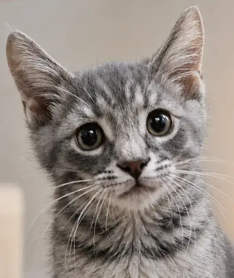 Kitten Cadet