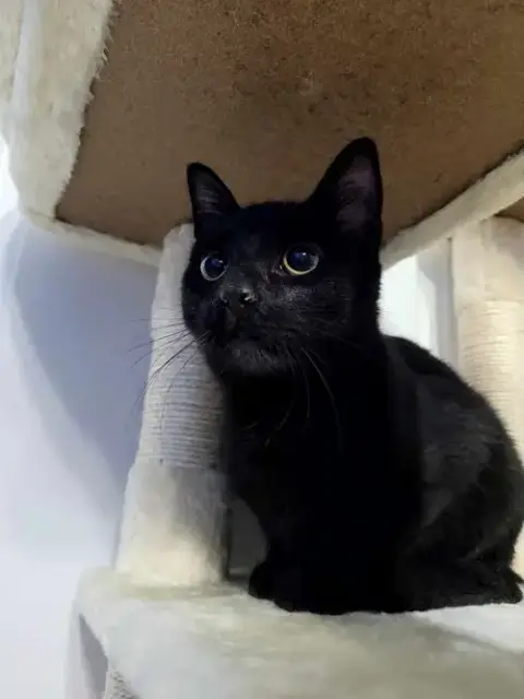 Salem photo 3