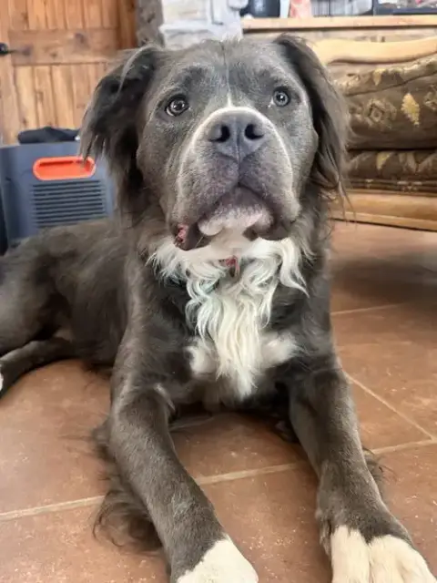 Bubba Bear