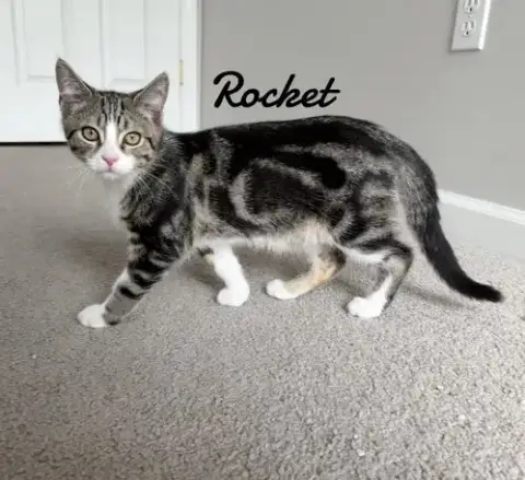 Rocket photo 2