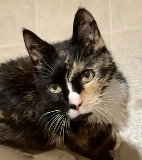 Brownie