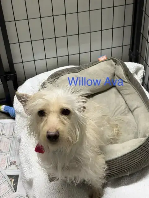 Willow Ava photo 3