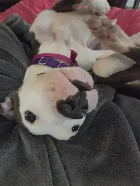 Sassy