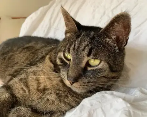Luca