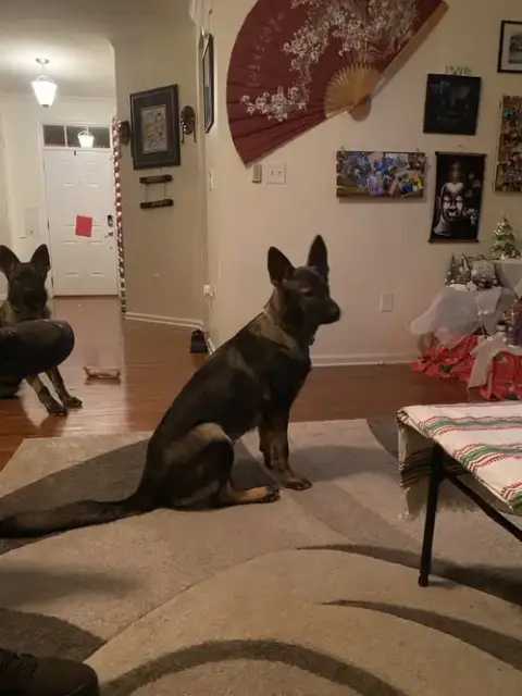 Kora