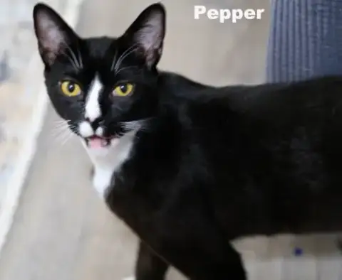 Pepper photo 3