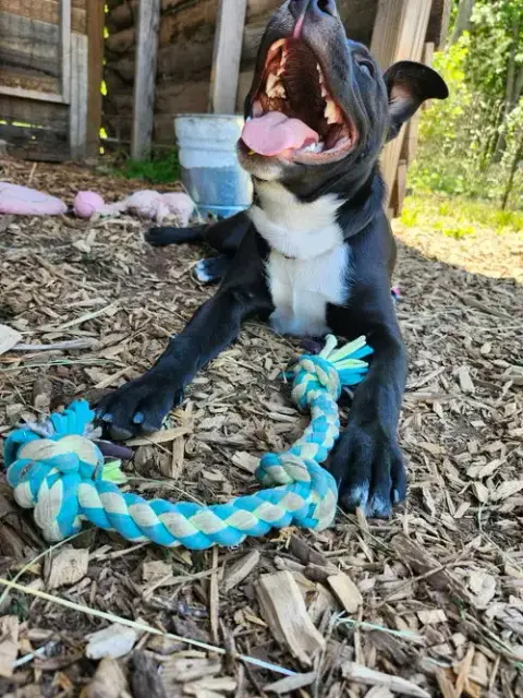 Chicken Nugget: Not At Shelter photo 5