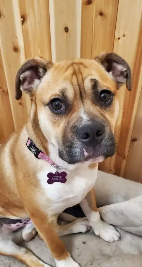 Louie photo 4