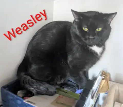 Weasley
