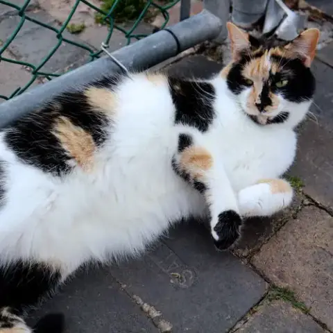 Jasmine