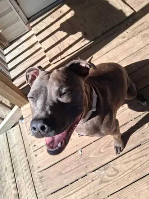 Athena The Pittie photo 2