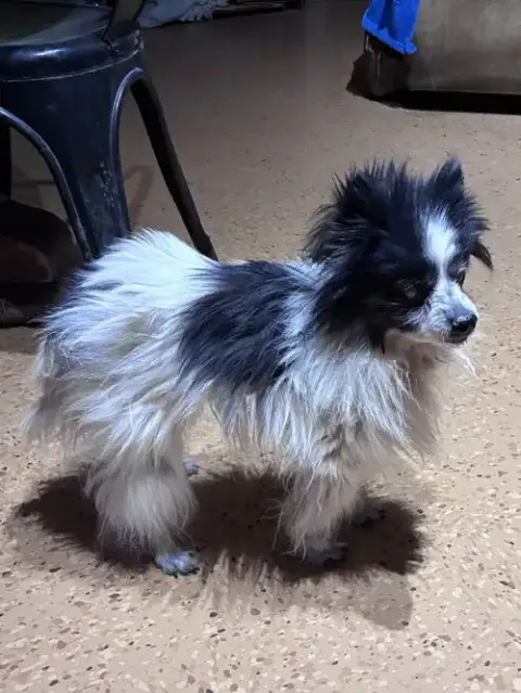 Pompom