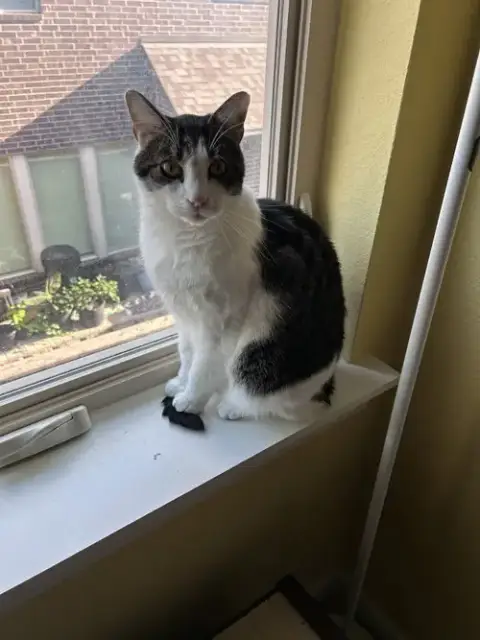 Cooper