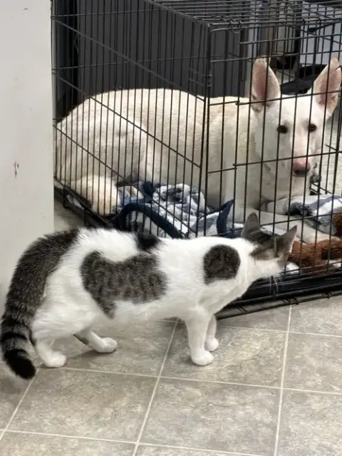 Sugar:   Not At The Shelter photo 5